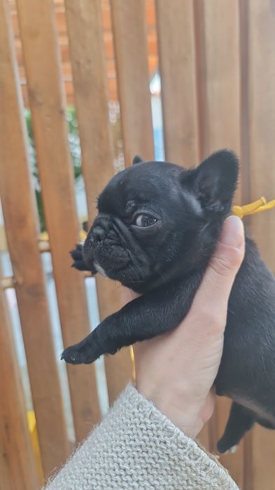 Bulldog Francês Macho