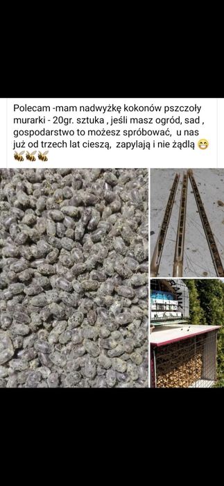 Pszczoła Murarka Kokony 1000 sztuk