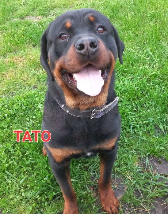 Открыта бронь на Чистокровные щенки породы Ротвейлер .