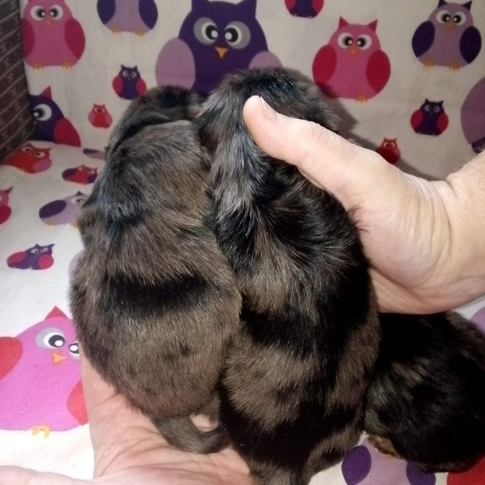 Продам йорків окрасу блю мерле.