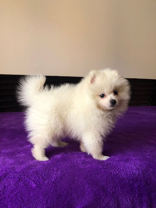 Macho Spitz Alemão Anão