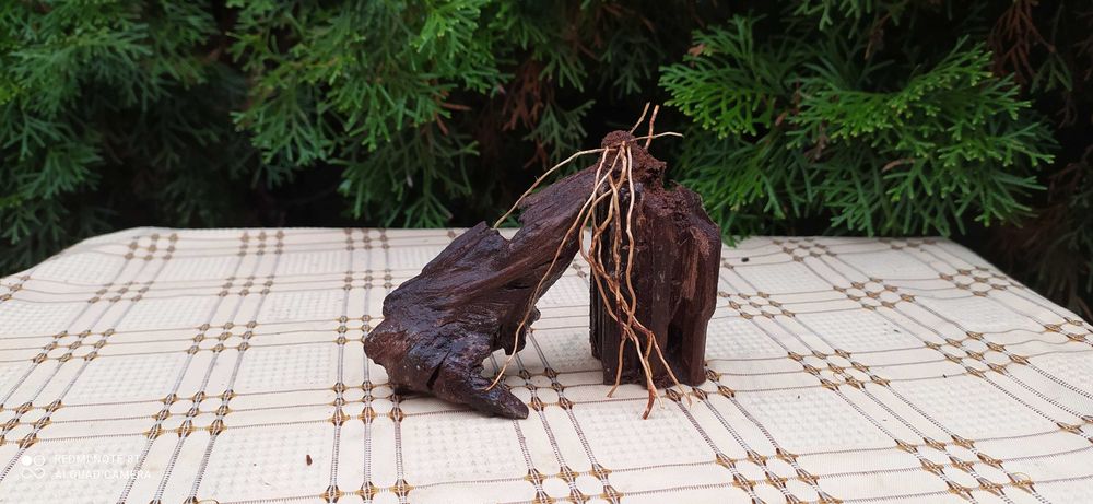 Korzeń mangrowca do akwarium-tonący!