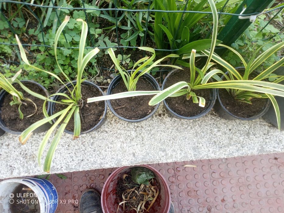 Plantas Liriope Moneymaker