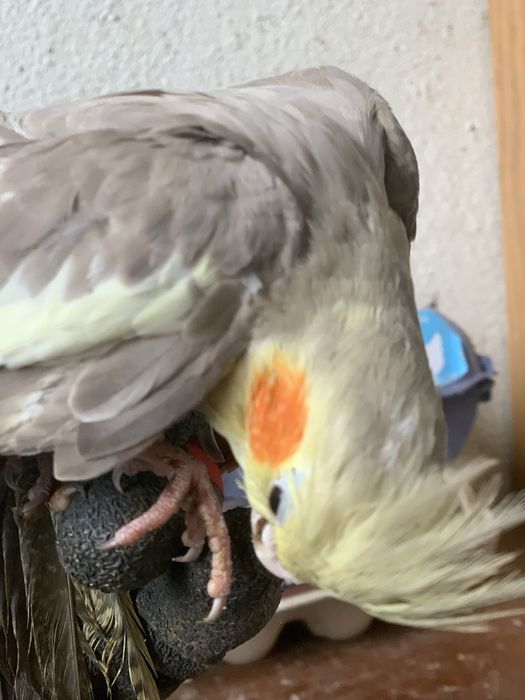 Vendo  caturras adultas e bebes