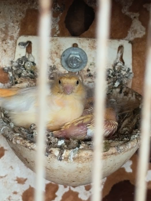 Canários filhos de Campeões , Mestiços de pintassilgo