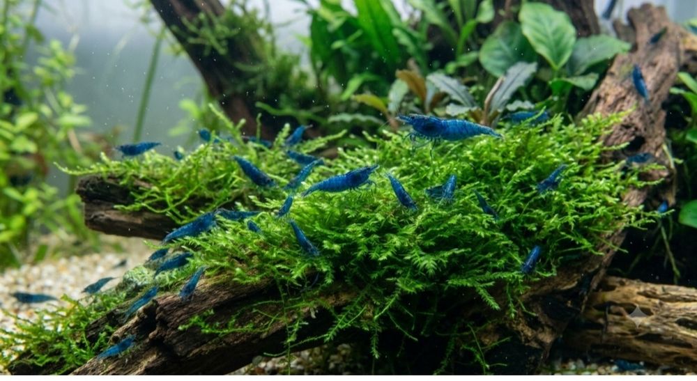 Krewetka Blue Velvet – intensywnie niebieska  AQUALENA