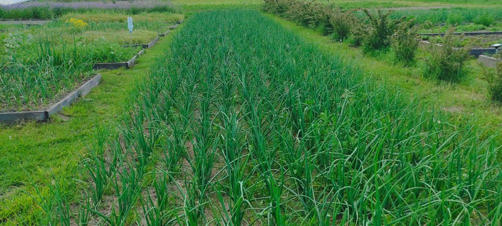 Warzywa ekologiczne.