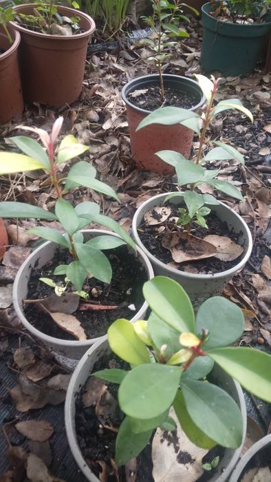 Eugenias  10 cm vaso
