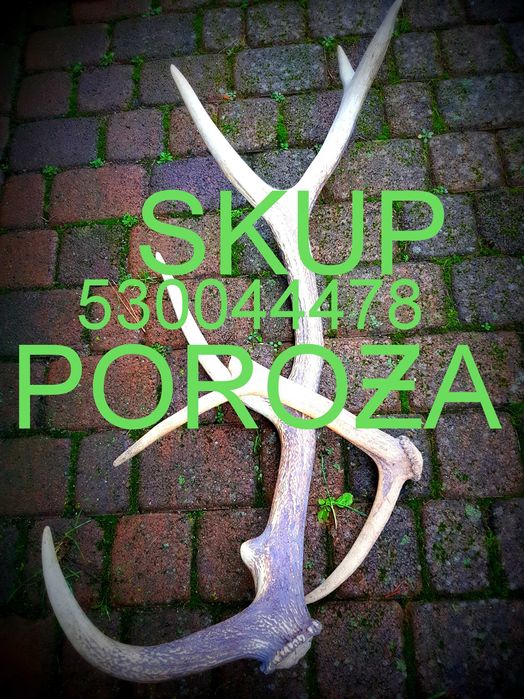 Skup Poroża, rogów, zrzutów