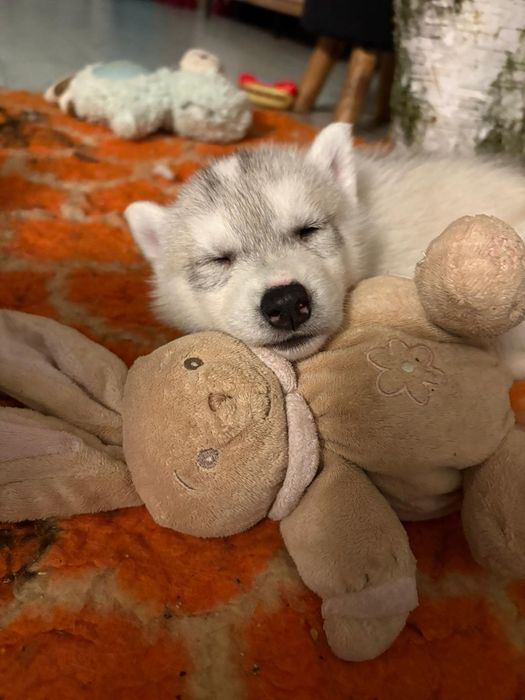 Siberian husky szczeniaczeki FCI