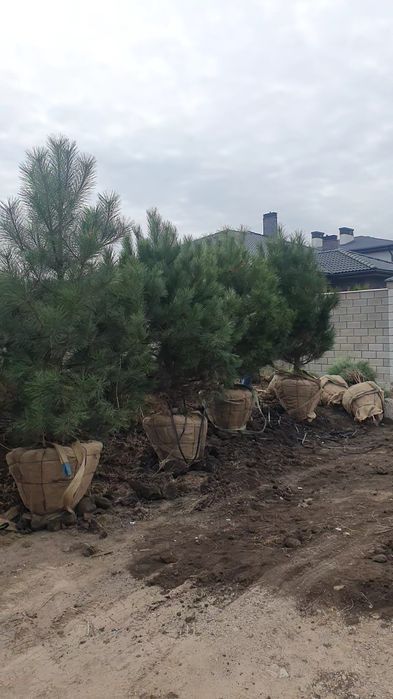 Ель .Елка. Пихта. Сосна