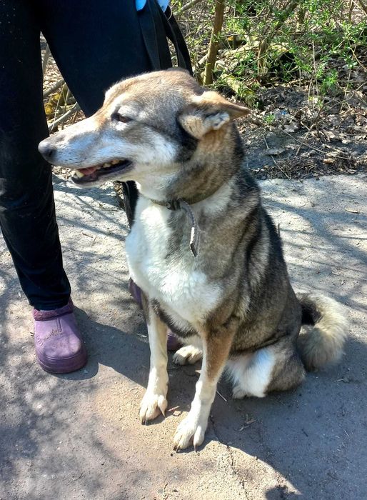 Західносибірська лайка Амі шукає дім