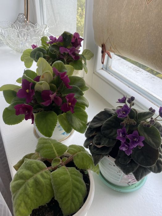 Фіалки кімнатні.