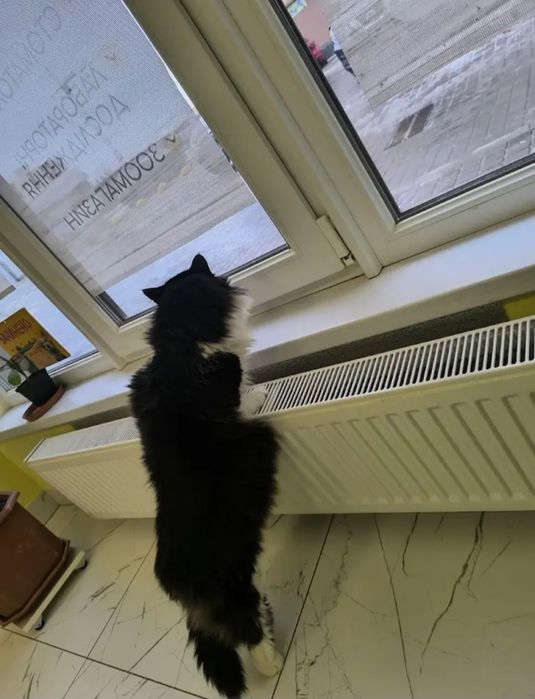 Отдам даром в добрые руки пушистого черно-белого котика