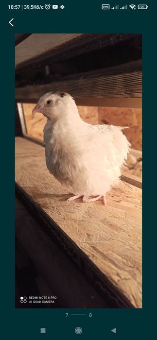 Перепілка несушка техас,фенікс.