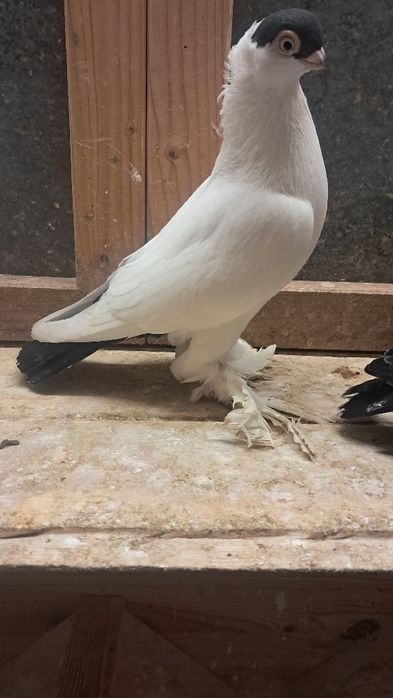 Krymek białostocki 2