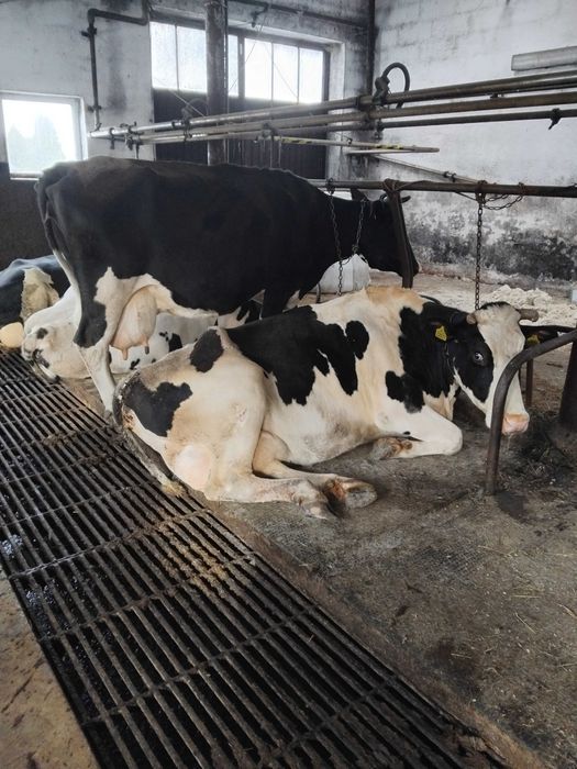 Sprzedam krowy mleczne/