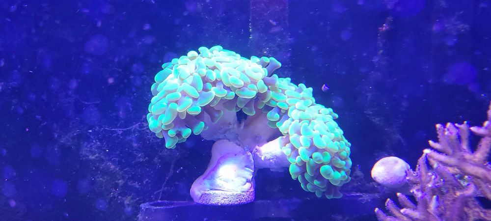 Euphyllia paraancora