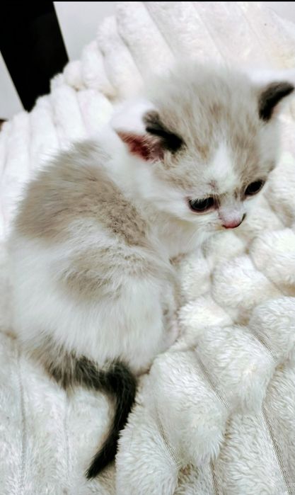 Котёнок мальчик сиамский 1 месяц