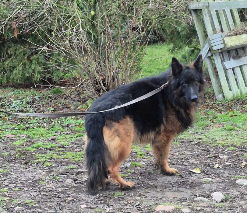 Owczarek Niemiecki Długowłosy - pies