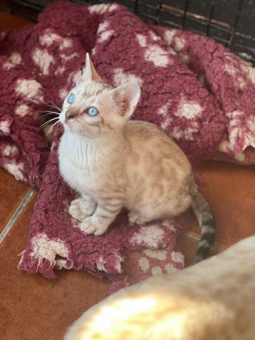 Snow Gatinho de bengala (macho)