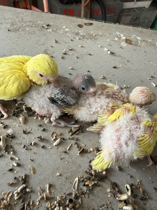 Piriquitos bebes para criar a papa