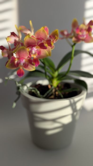 Орхідея триліпс ароматний