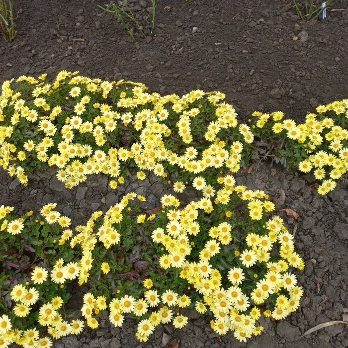 Хризантеми  мультифлора.