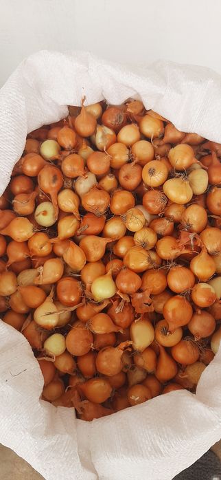 Продам свой лук севок