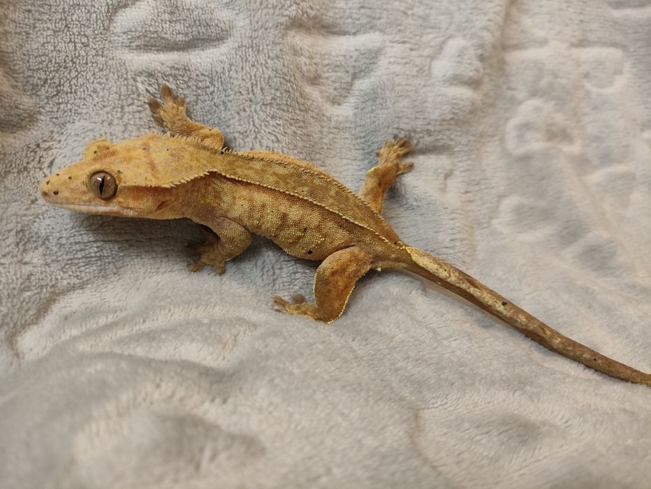 Para gekonów orzesionych Red brindle dalmatian i Orange super dalmatia