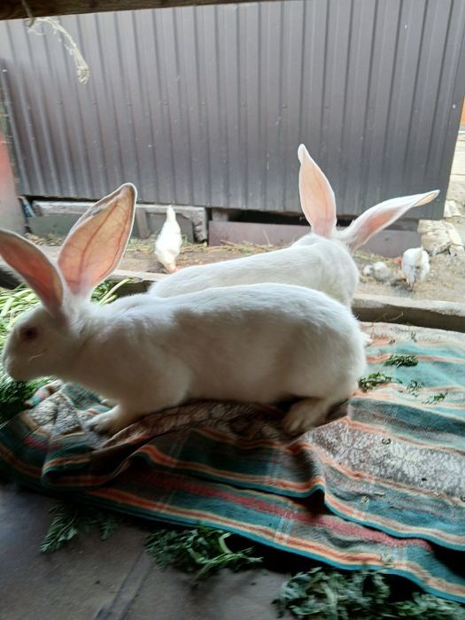 Бельгійський фландр