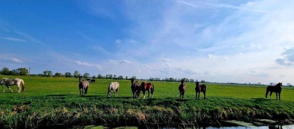 Sprzedam działki budowlane w miejscowości Prądocin ,gmina Deszczno.