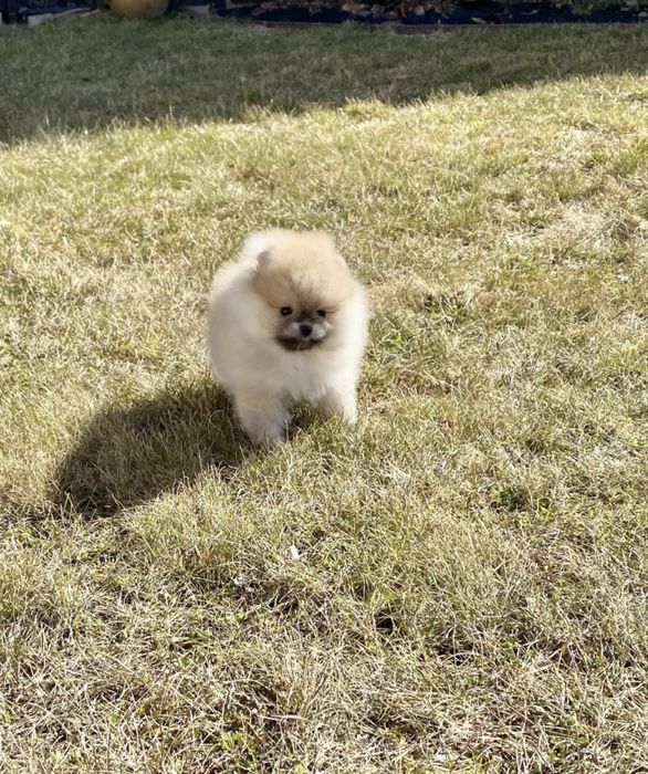 Елітна дівчинка КСУ