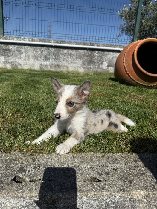 Border Collie Macho Merle super meigo