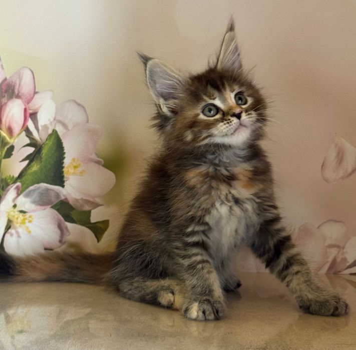 Koteczka Maine Coon Blair