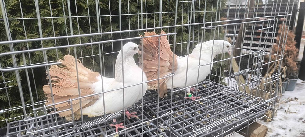 Gołębie pawiki ogrodowe