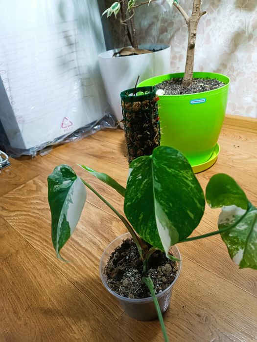 Мохові опори для рослин