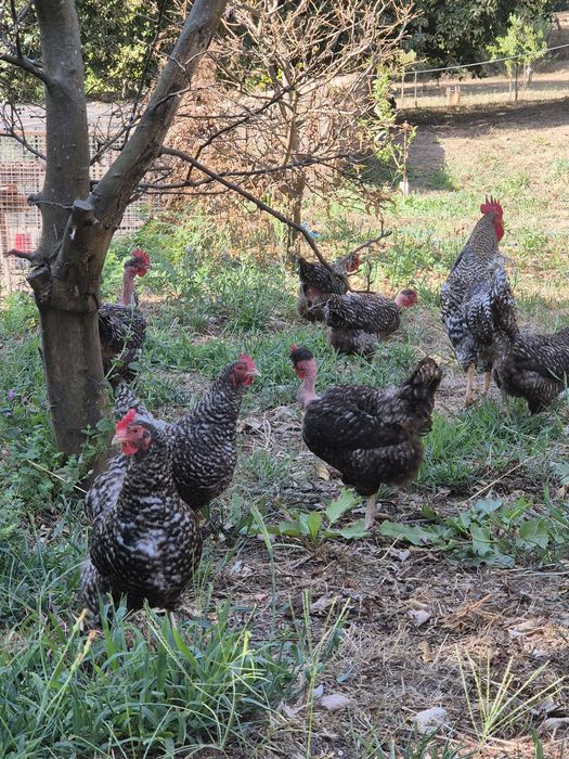 Frango do campo criado ao ar livre