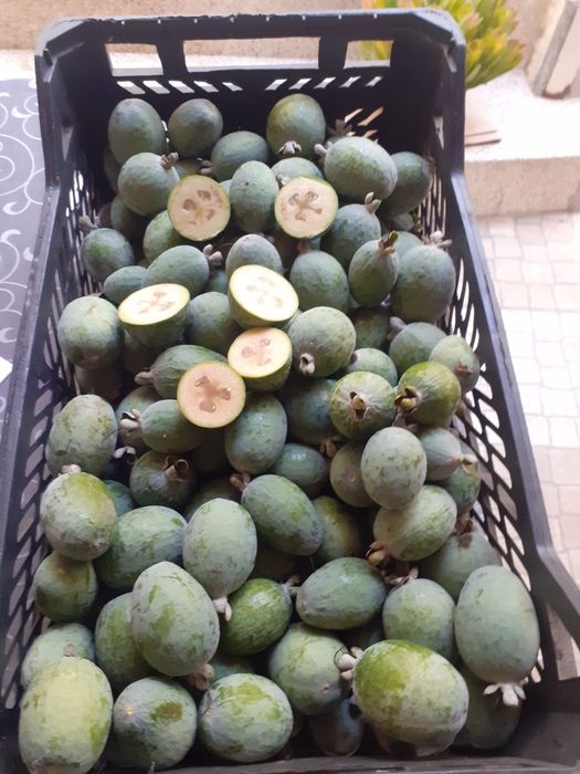 Feijoa da familia da Goiaba Serrana