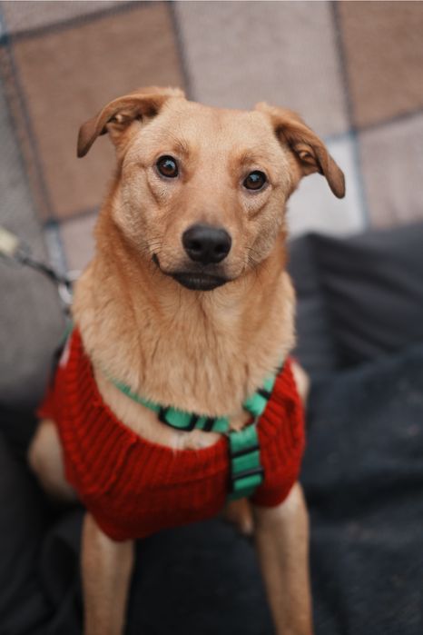 Песики з зони бойових дій мріють стати домашніми!