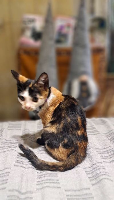 Симпатичные игривые котята мышеловы ищут.Новый дом