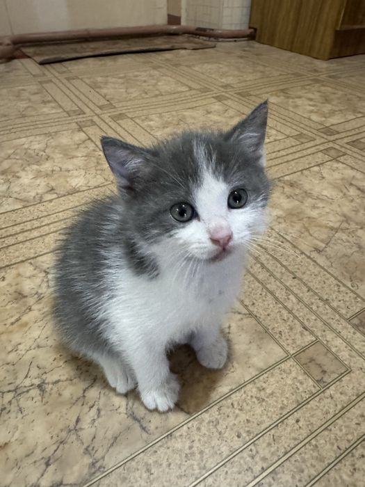 КОШЕНЯ (котик) шукає люблячу родину