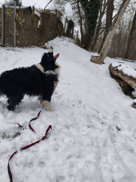 Niezwykły Border Collie - mądry, radosny i piękny puchaty Collie