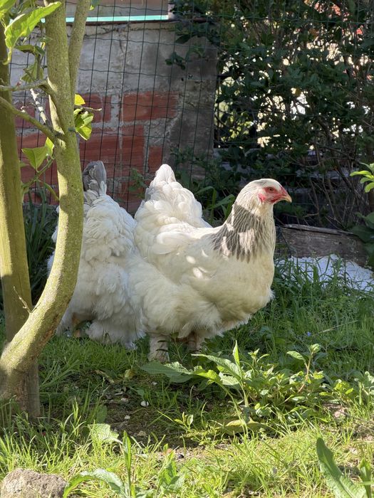 Ovos de Brahma Light