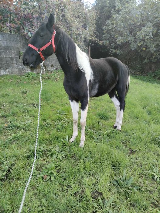 Cavalo com 3 anos