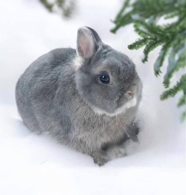 Ексклюзивный окрас! Нидерландский карликовый кролик голубой опал!