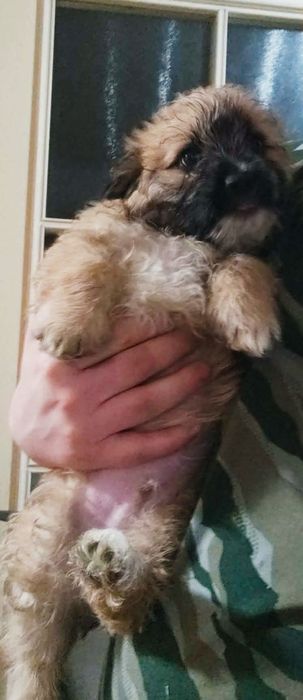 Szczeniaki do oddania