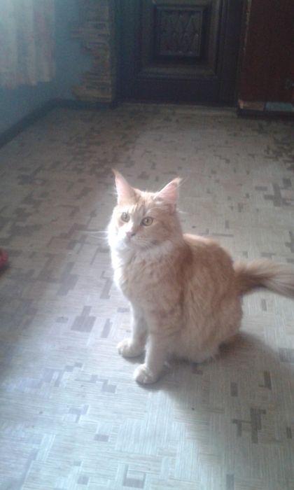 Продам две красивих 2кошечки мейн кун 20 января будет 7месецев