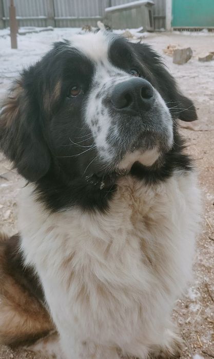 Дівчинка московської сторожової(одна)