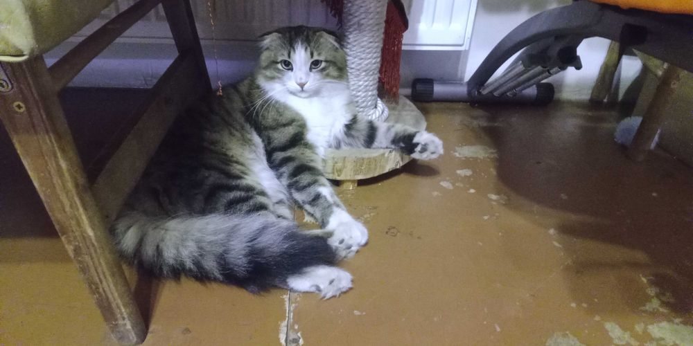 Продам красеня кота, для потомства.